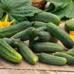 Potagères - Cornichon Vert Petit de Paris - Légumes d'Autrefois - face recto